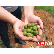 小乡镇大产业③丨汉寿县百禄桥镇：院士进村赋能！“药材树”变身“摇钱树”