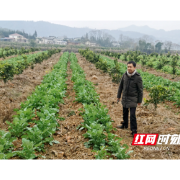 石门县自然资源局：耕地恢复、“春苗”行动同推进