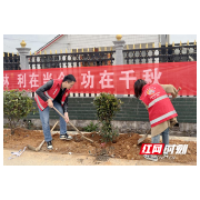 临澧县新安镇：“雷锋月”遇上植树节 “志愿红”播种“生态绿”