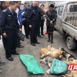 男子用毒镖40分钟盗杀7条狗 嘉禾公安1小时破案