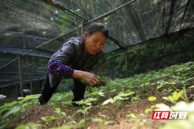 视频｜桂阳：开“药方” 治“穷病”