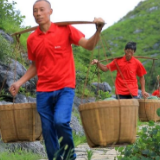 临武水东镇：石头山上种出“致富果”