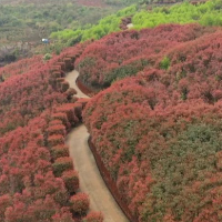 临武香花镇：矿山添新绿 基地种树忙