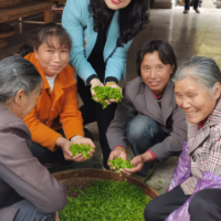 春风细雨润春茶 玲珑飘香迎贵客