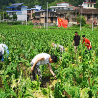 聚合力 保民生 稳生产 ，郴州烟草全力以赴开展抗灾救灾工作