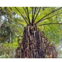 汝城县发现珍稀濒危蕨类—树蕨