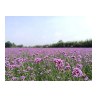 郴州5月赏花地图上线