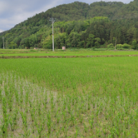 汝城：荒地变良田 旧貌换新颜