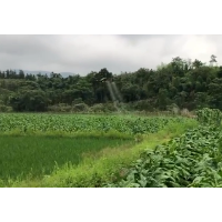 宜章县黄沙镇：植保无人机 田间管理大显身手