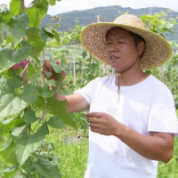 汝城县寿水村：种植罗汉果 铺就致富路