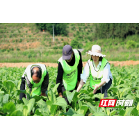 永兴：223名大学生暑期“返家乡”参加社会实践活动