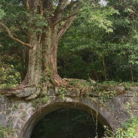 汝城县大塘村一棵百年红豆杉树抱桥而生