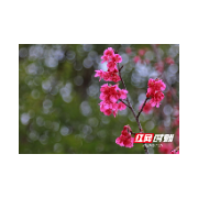 组图 | 临武：二月早樱噙烟雨