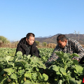 资兴：人勤春来早，油菜管护忙