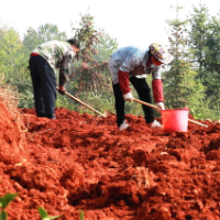 宜章县今年计划改造低产低效油茶林1.7万余亩