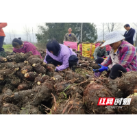 组图｜资兴市唐洞街道：香芋丰收 农民增收