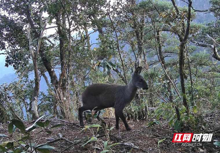 宜章莽山再现野生林麝踪影