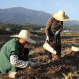 宜章：秸秆栽培赤松茸 环保又增收