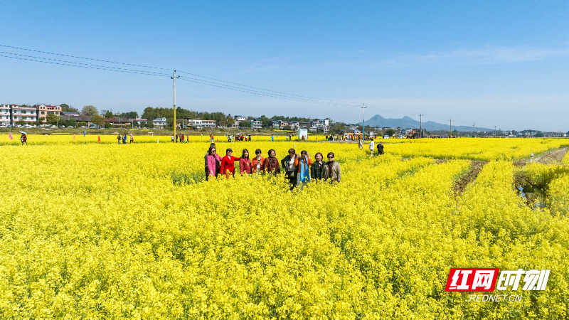 苏仙：油菜花文化旅游节开幕 千亩花海引客来