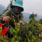 资兴市清江镇：抢采明前茶 壮大村集体经济