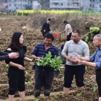 李义平：带领村民苦干13年 落后村实现华丽转身