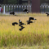 组图 | 安仁县：暮秋“丰景”图