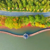 桂阳文化园景观树“变装”绘就冬日“秋景图”