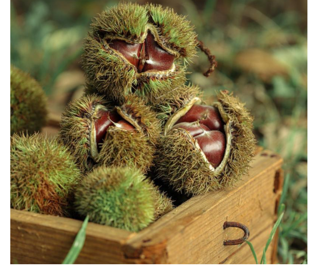 散文|鼠洞里的星辰