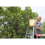 安仁县桐岗村：一条枳壳药香路 一条生态经济带