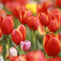 苏仙区：赴一场花约 潘家湾郁金香花海刷屏