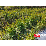 桂东县:岩草生金映红土 实干赋能兴药乡