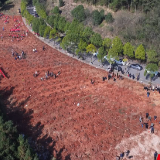 植绿正当时 北湖区国土绿化项目全面铺开