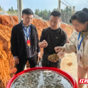 临武县:监督护航春耕忙 田间地头保农桑