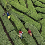 桂东县：桥头烟火浓 富民守初心