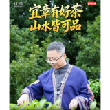 宜章有好茶 山水皆可品