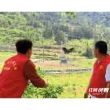 一只斑鸠的归林路