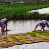 宜章县邓家湾村：抢抓农时栽秧苗 筑牢丰产好根基