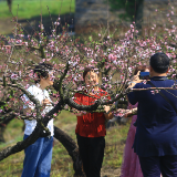 桂阳县：四百亩桃花盛放 春日花海引客来