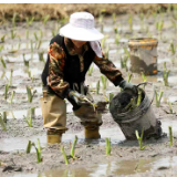 组图 | 资兴市：500亩香芋种植忙