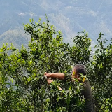 桂东县：苦涩浓香斗煨茶 携手共富向未来