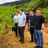 桂阳县洋市镇：省市专家“把脉问诊”黄桃产业