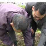 永兴县：技术下田 护航“绿叶”变“金叶”