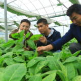 桂阳县：12.27亿只天敌昆虫放飞 生物防治铸就绿色“护盾”