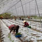 桂东县龙溪村：党建引领兴产业 高山蔬菜富乡村