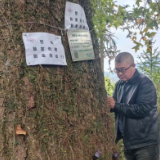 汝城县：为百年古松“打针注药”