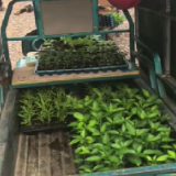 嘉禾县珠泉镇：政企携手 30万株辣椒苗赠农户