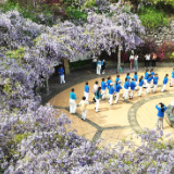 宜章县:宜人广场紫藤花盛放 解锁春日浪漫