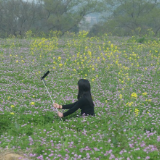 安仁县:红花草田披锦秀 助农种粮夺丰收