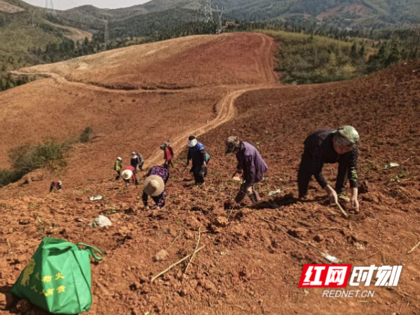 永兴县悦来镇:荒山种岗梅 药草变“黄金”