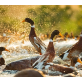 台湾同胞想吃酱板鸭?国台办推荐到郴州去品尝!